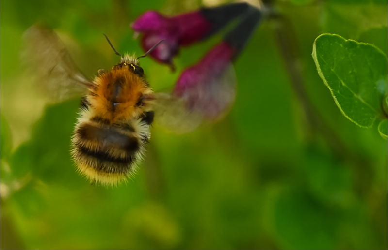 Hoverfly landing