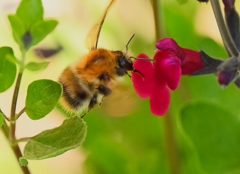 Hoverfly landing
