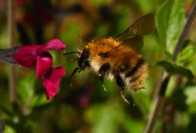 Hoverfly landing