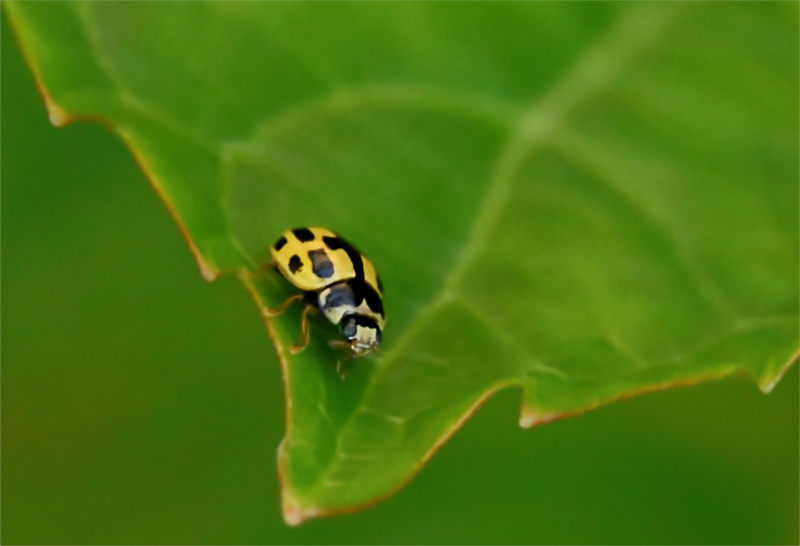 Hoverfly landing