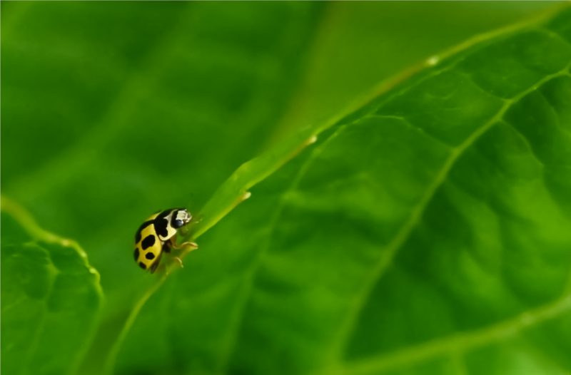 Hoverfly landing