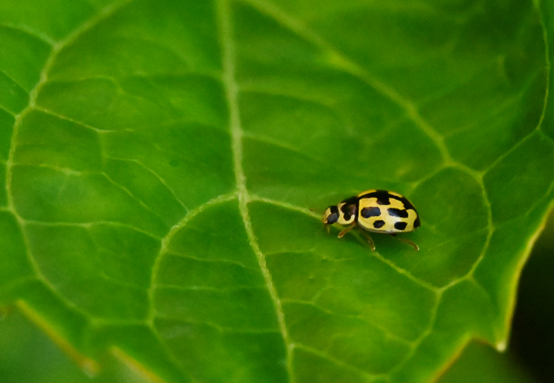 Hoverfly landing