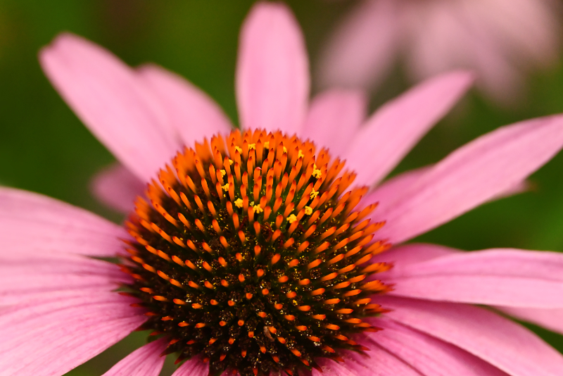 Hoverfly landing