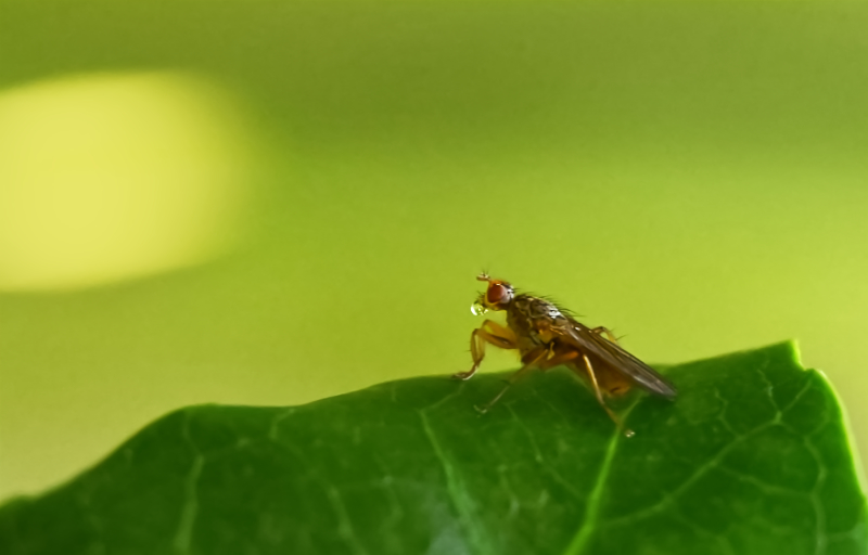 Hoverfly landing