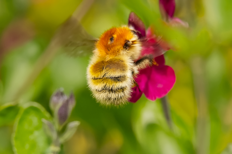 Hoverfly landing