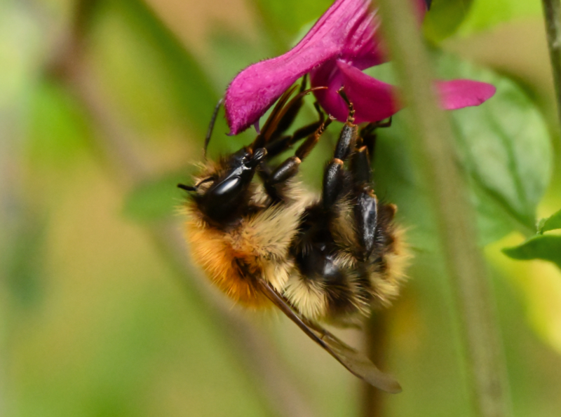 Hoverfly landing