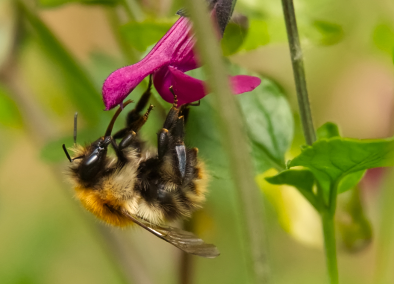 Hoverfly landing