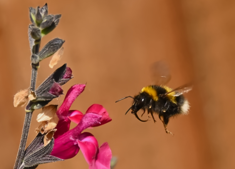 Hoverfly landing