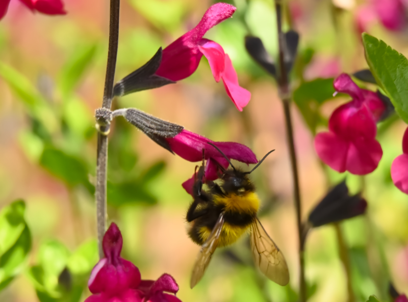 Hoverfly landing