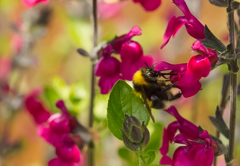 Hoverfly landing