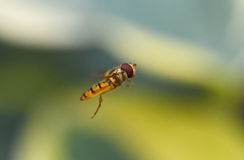 Hoverfly landing