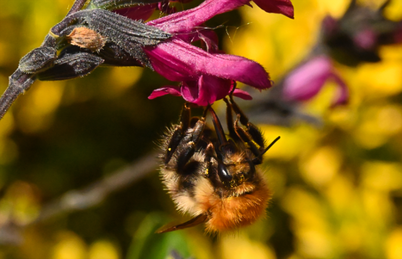 Hoverfly landing