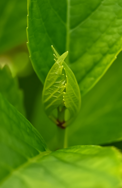 Hoverfly landing