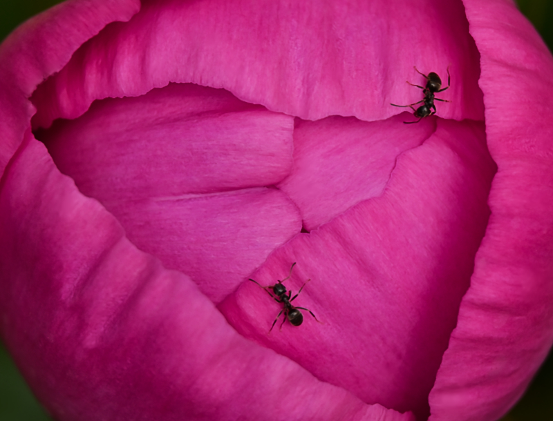 Hoverfly landing