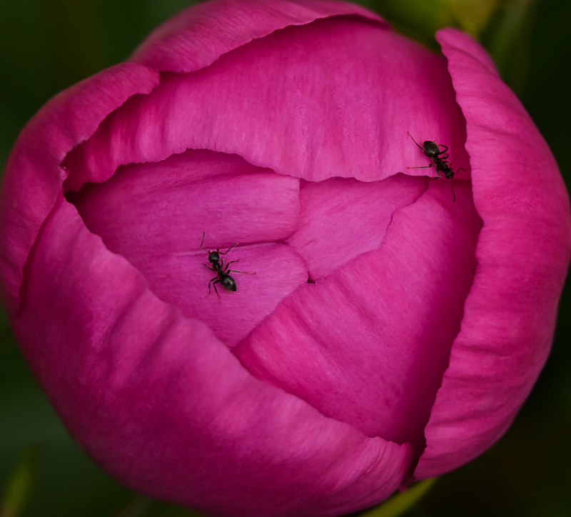 Hoverfly landing