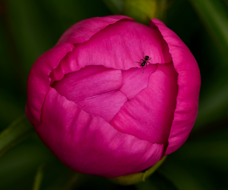 Hoverfly landing