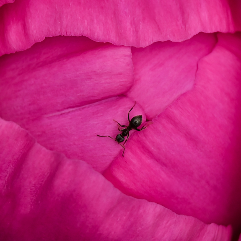 Hoverfly landing