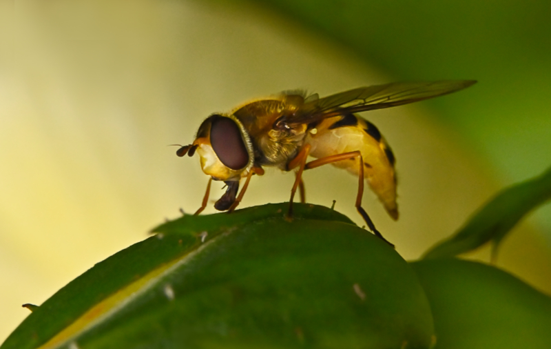 Hoverfly landing