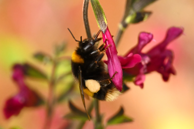 Hoverfly landing