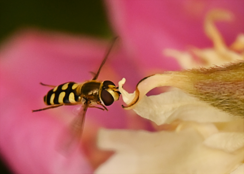 Hoverfly landing