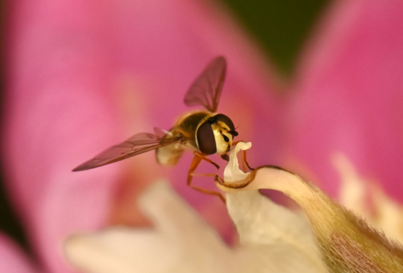Hoverfly landing