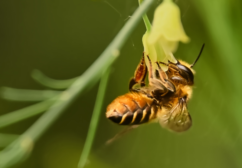 Hoverfly landing