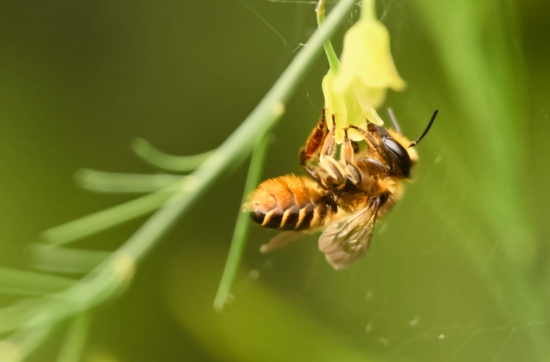 Hoverfly landing
