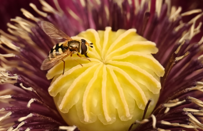 Hoverfly landing
