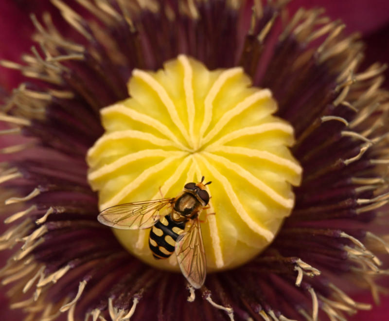 Hoverfly landing