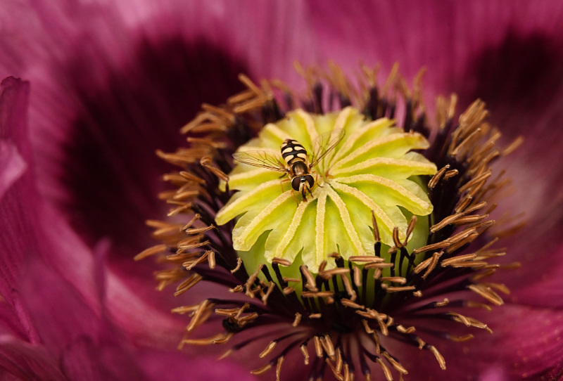 Hoverfly landing