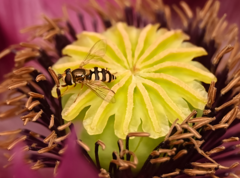 Hoverfly landing