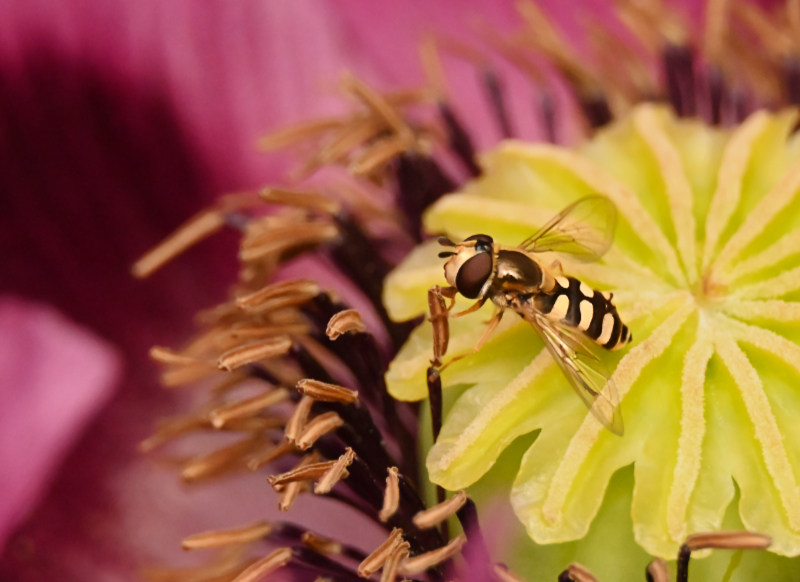 Hoverfly landing