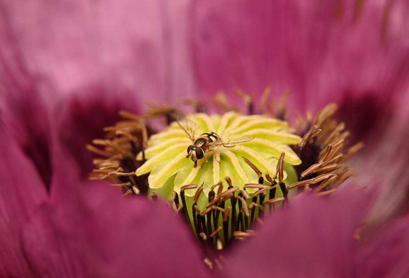Hoverfly landing