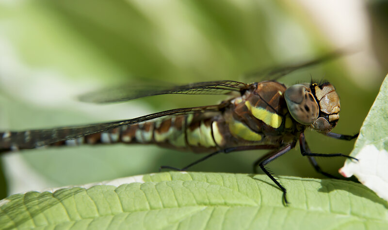Hoverfly landing