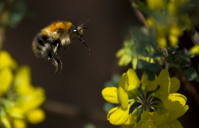Hoverfly landing