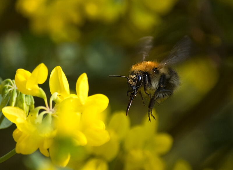 Hoverfly landing
