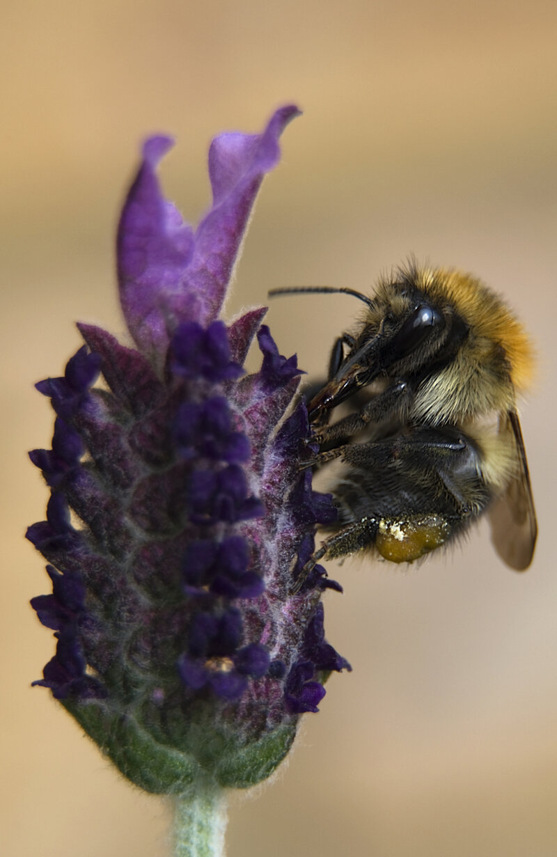 Hoverfly landing