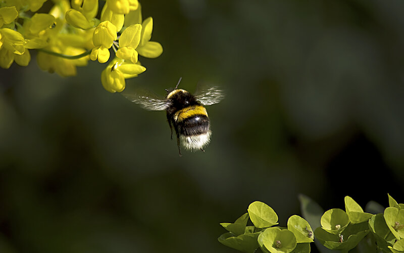 Hoverfly landing