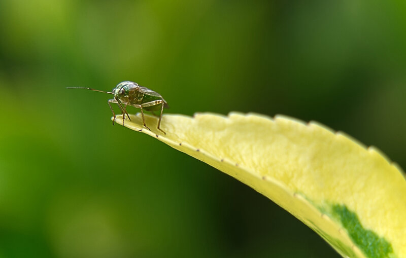 Hoverfly landing