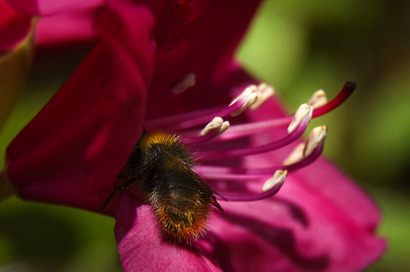 Hoverfly landing