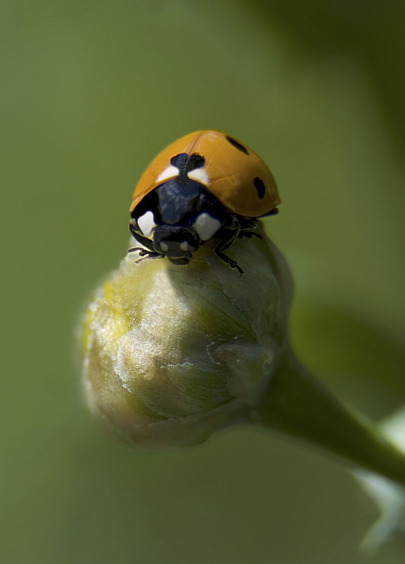 Hoverfly landing
