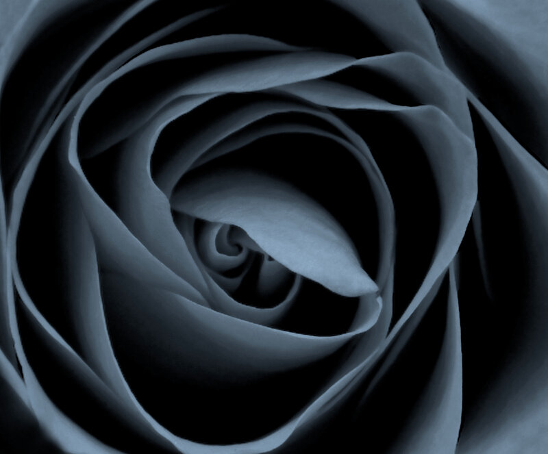 Black and white rose petals