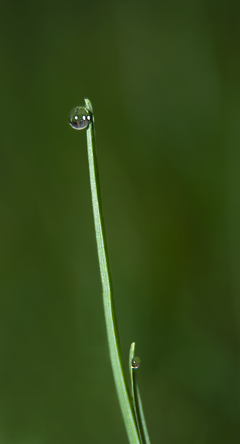 Hoverfly landing