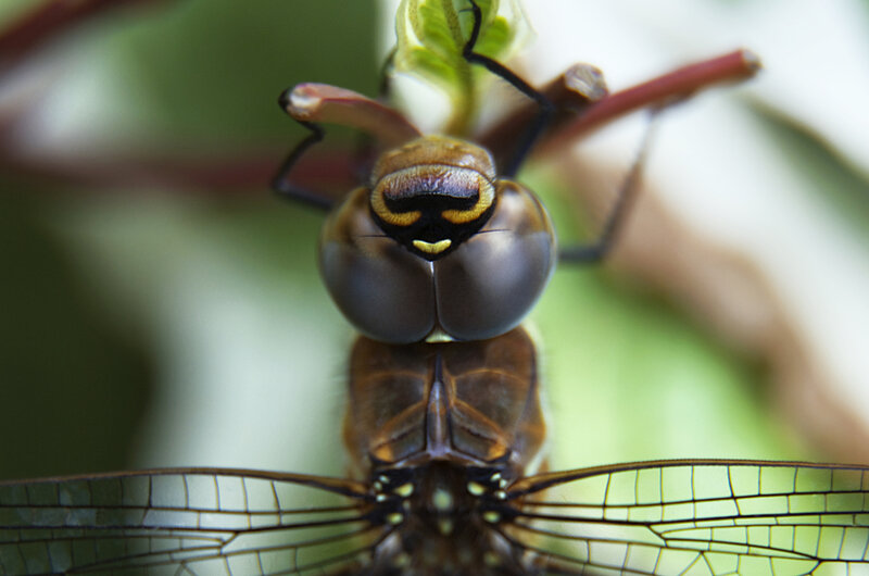 Hoverfly landing