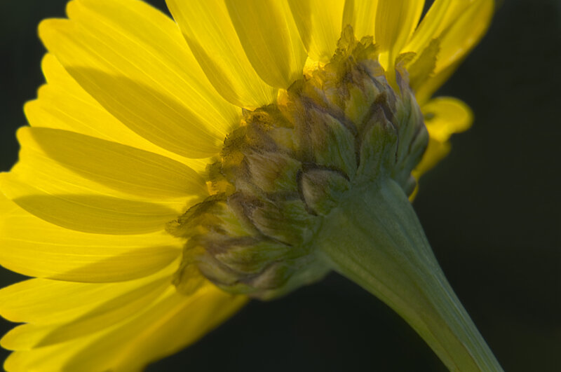 Hoverfly landing