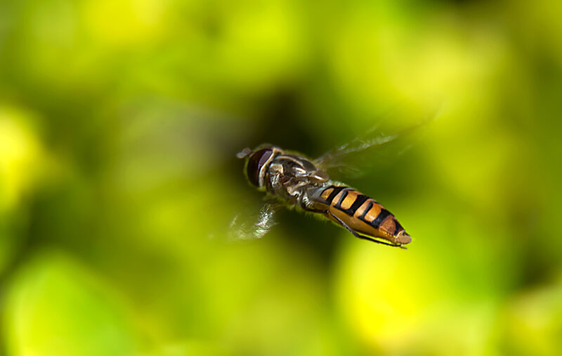 Hoverfly landing