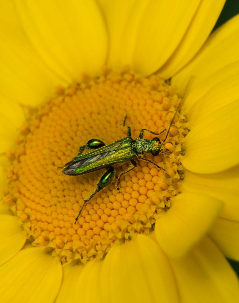 Hoverfly landing