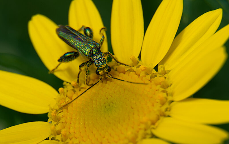 Hoverfly landing