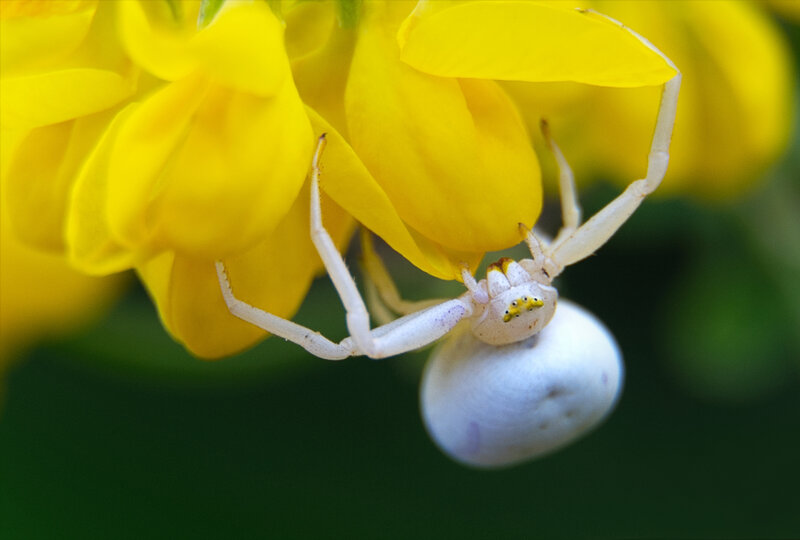 Hoverfly landing