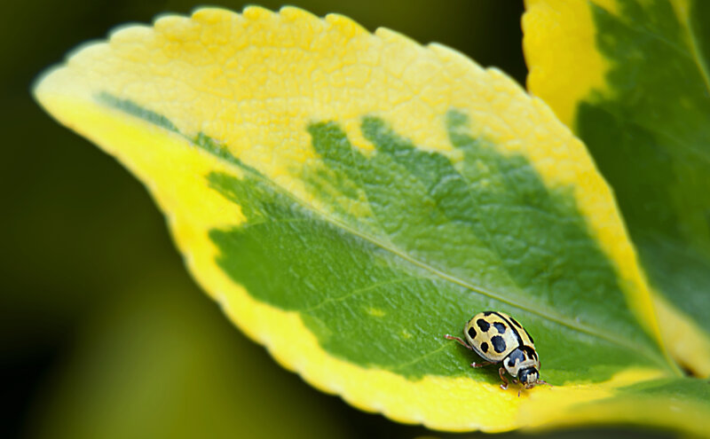 Hoverfly landing